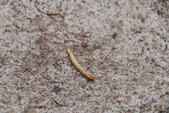 Insecta