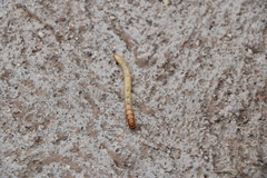 Insecta