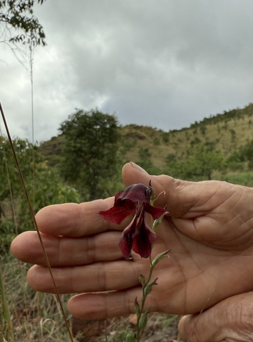 Gladiolus atropurpureus