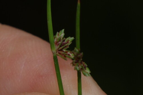 Swamp Club-rush (Isolepis inundata)