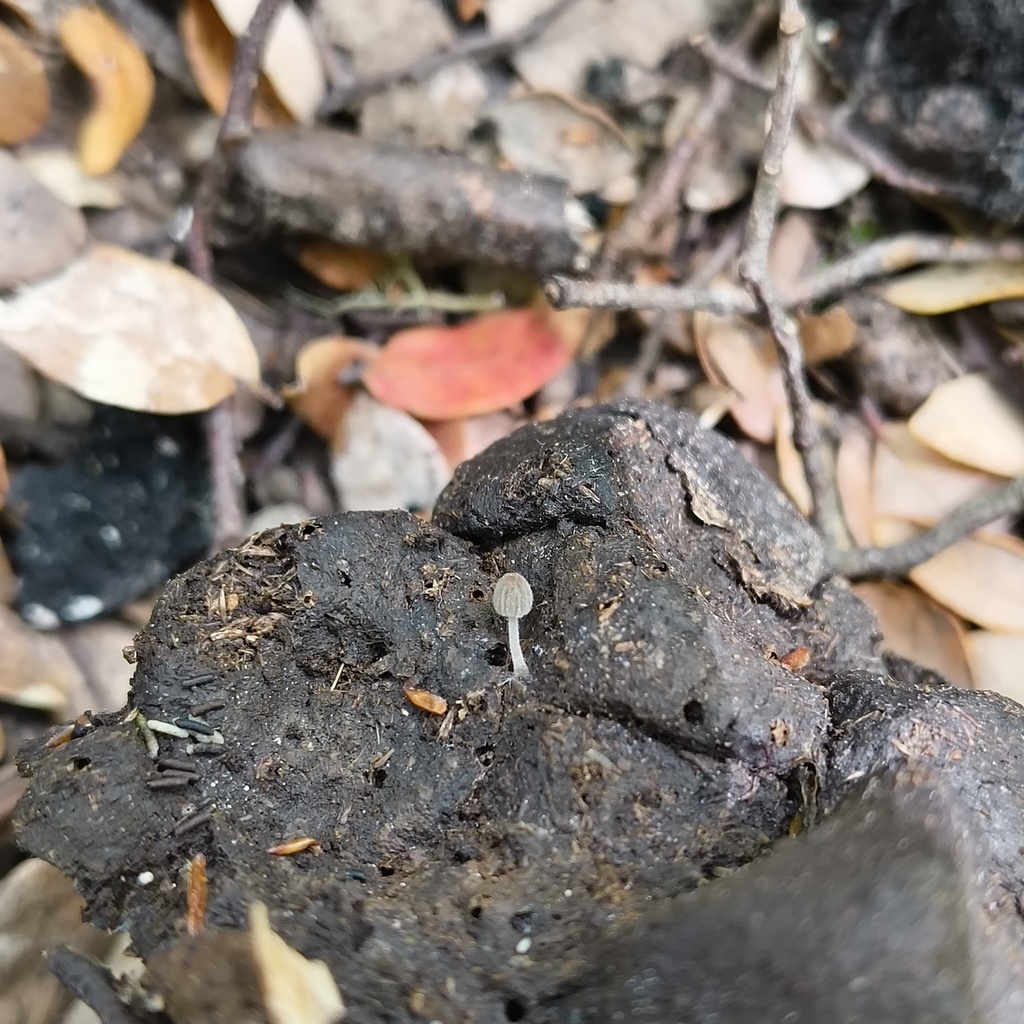 Coprinellus pusillulus