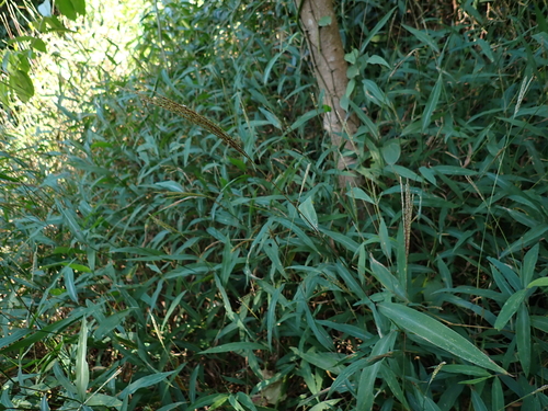 Microstegium fasciculatum observed 2025-12-15