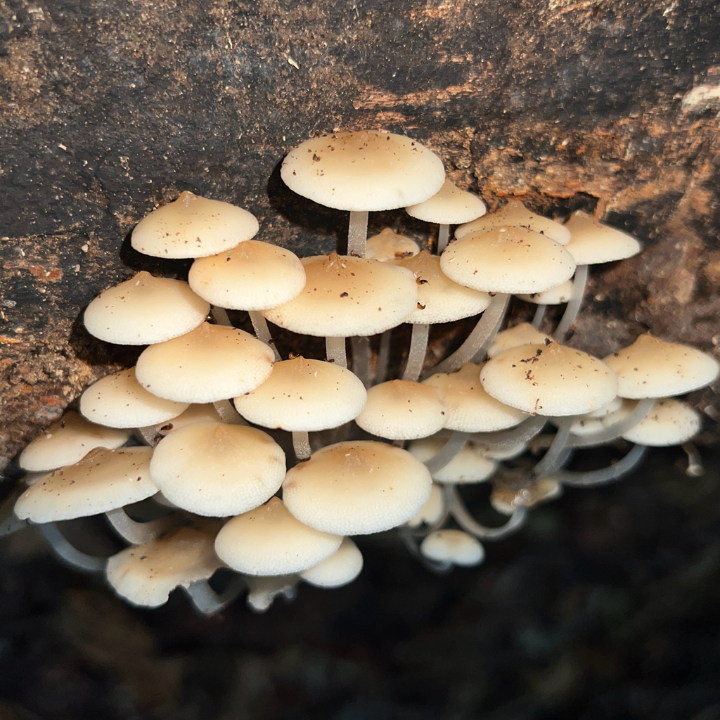 Favolaschia manipularis · November 2025 · photo: © douch (iNaturalist, cc-by-sa)