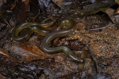 Photo of a 张氏后棱蛇 (Opisthotropis hungtai)