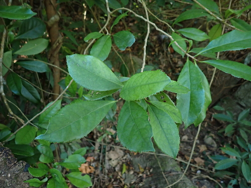 Symplocos acuminata observed 2025-12-15