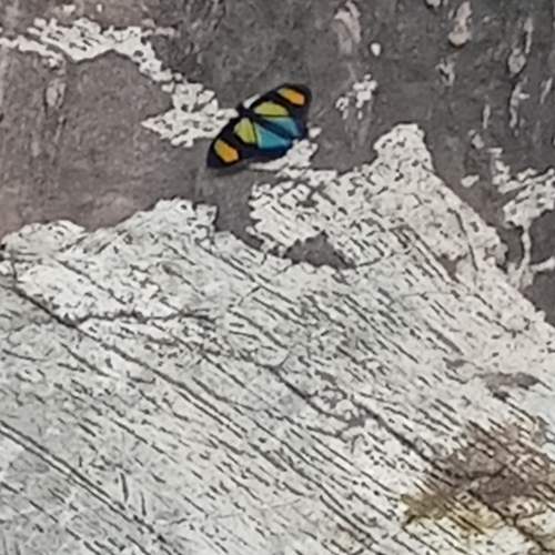 Euphaedra cyparissa aurata