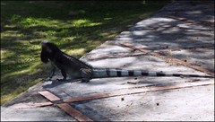 Iguana iguana