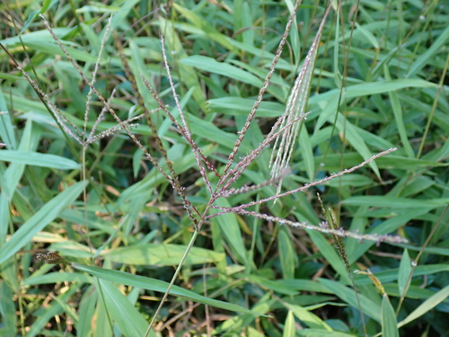 Microstegium fasciculatum observed 2025-12-15