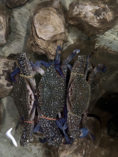 Asian Blue Swimming Crab
