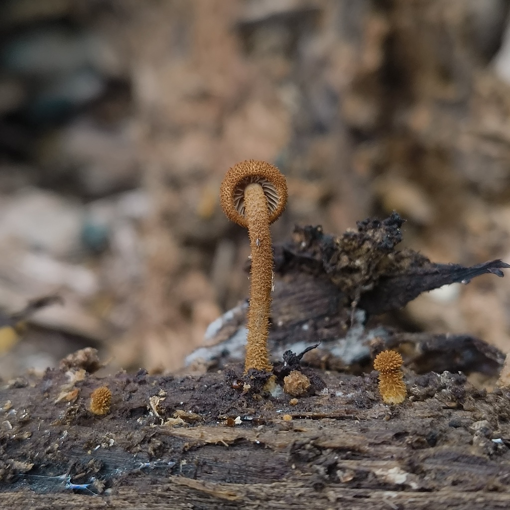 Phaeomarasmius ciliatus · December 2025 · photo: © zedt (iNaturalist, cc-by)
