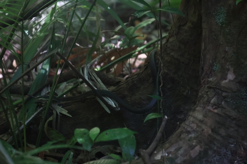 Northern Tree Snake sighting