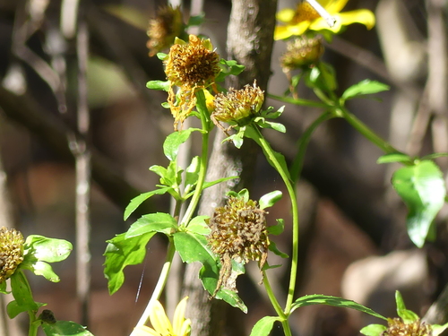 Bur Marigold fruiting