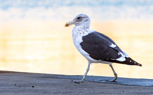 Gaviota cocinera (Larus dominicanus)