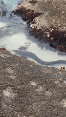 Gymnothorax mordax