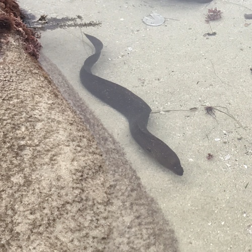 California Moray