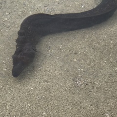 Gymnothorax mordax