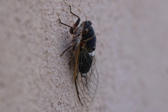 Diceroprocta cinctifera