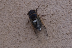 Diceroprocta cinctifera