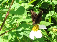 Pachyneuria licisca