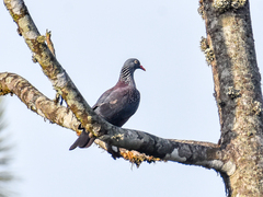Cameroon Olive Pigeon photo 4