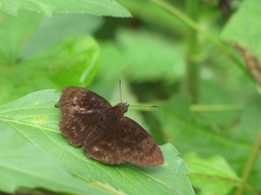 Pachyneuria licisca