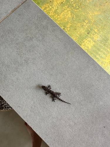 Tropical House Gecko