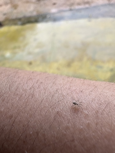 Wall Spider