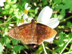 Pachyneuria licisca