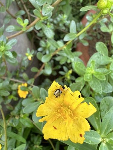 Diabrotica sinuata