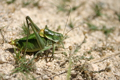 Polysarcus denticauda