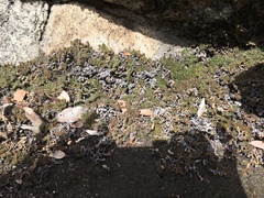 Selaginella watsonii