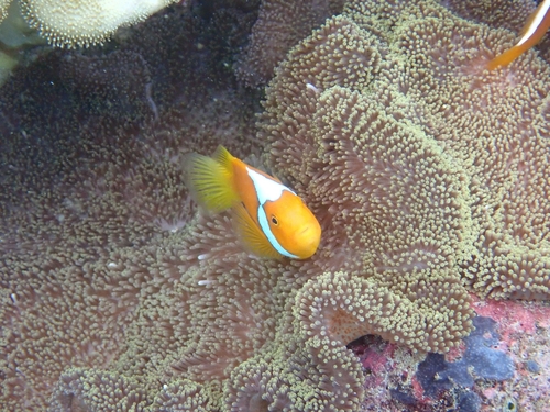Whitebonnet anemonefish (Amphiprion leucokranos) — Pomacentridae — 5