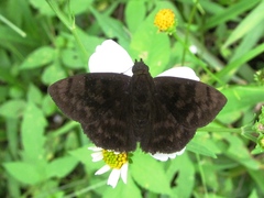 Pachyneuria licisca