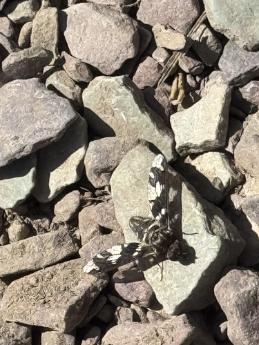 Unknown species found near Glacier National Park, Babb, MT, US