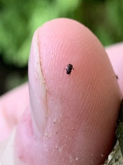 Microcylloepus pusillus
