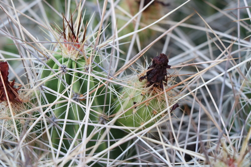 Strawberry Cactus