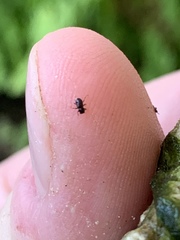 Microcylloepus pusillus