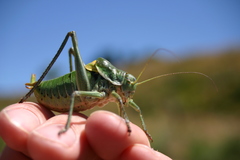 Polysarcus denticauda