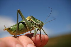 Polysarcus denticauda