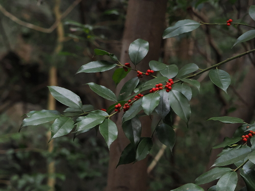 Ilex buergeri iNat (2)