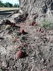 Prosopanche americana