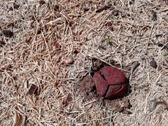 Prosopanche americana