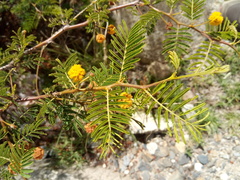 Vachellia aroma