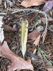 Colaptes auratus auratus