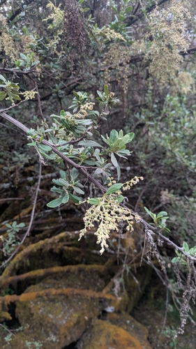 Holodiscus argenteus, photograph 6