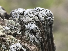 Pseudothelomma occidentale