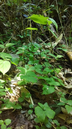 Achlys japonica iNat (2)