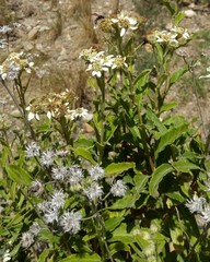 Verbesina boliviana