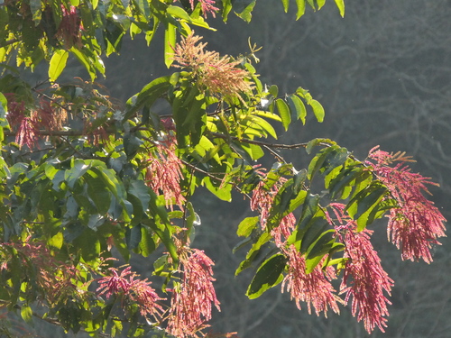 jhalna (Terminalia myriocarpa)