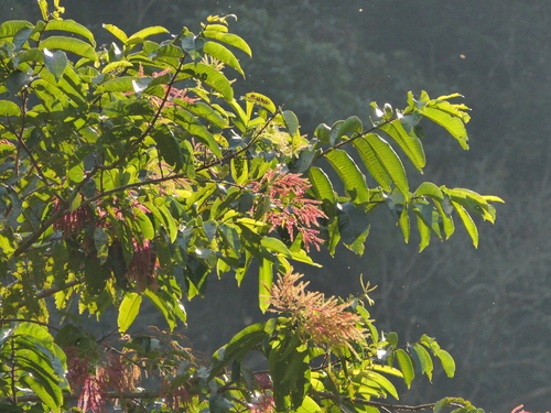 Terminalia myriocarpa, photograph 6